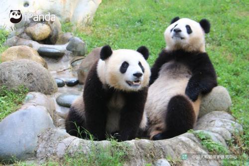 【海口看大熊猫】1张成人海南热带野生动植物园门票（含熊猫馆），周末带娃去动物园玩耍吧！【提前一小时预定】