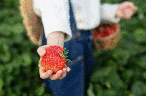 【春日特惠福利】99元抢喜悦农场精品草莓园入园+免费外带3斤，‘莓’好生活，由你说了算！
